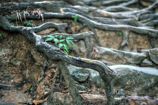 Đi giữa hai hàng xích tùng cổ xưa, khách hành hương có thể vừa tận hưởng hơi thở trong lành của từng núi, vừa tưởng nhớ đến Phật hoàng Trần Nhân Tông, người từng đi lại đến mòn lối trên con đường đặc biệt này