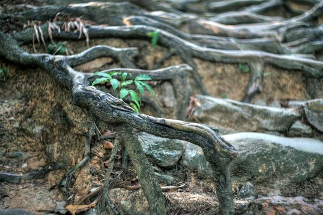 Đi giữa hai hàng xích tùng cổ xưa, khách hành hương có thể vừa tận hưởng hơi thở trong lành của từng núi, vừa tưởng nhớ đến Phật hoàng Trần Nhân Tông, người từng đi lại đến mòn lối trên con đường đặc biệt này