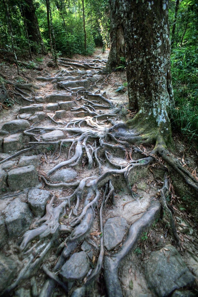 Có thể nói, đường tùng Yên Tử vừa là di sản thiên nhiên, vừa góp phần tạo nên những giá trị văn hóa, tinh thần linh thiêng ở nơi được coi là cái nôi của Phật giáo Việt Nam