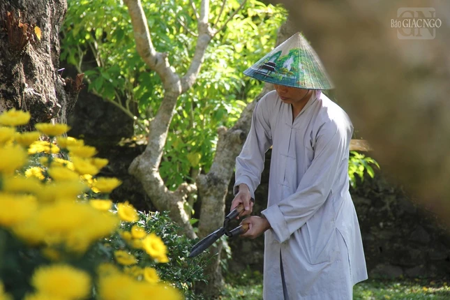 Cắt tỉa cây cảnh trong sân vườn tươm tất để đón năm mới Cắt tỉa cây cảnh trong sân vườn tươm tất để đón năm mới