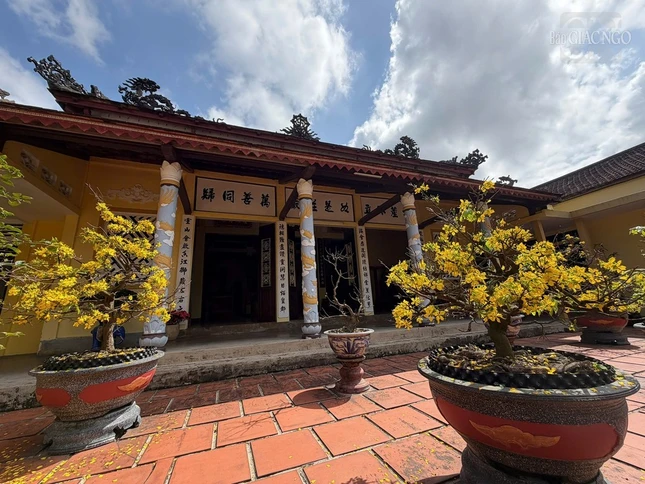 Hoa mai nở rộ tại tổ đình Hải Đức Hoa mai nở rộ tại tổ đình Hải Đức