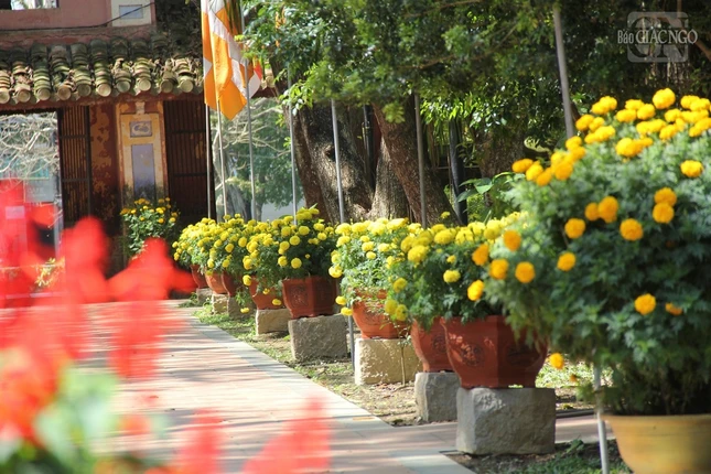 Hoa thọ với hương thơm thoang thoảng được trang trí như gởi gắm lời chúc an vui đầu năm Hoa thọ với hương thơm thoang thoảng được trang trí như gởi gắm lời chúc an vui đầu năm