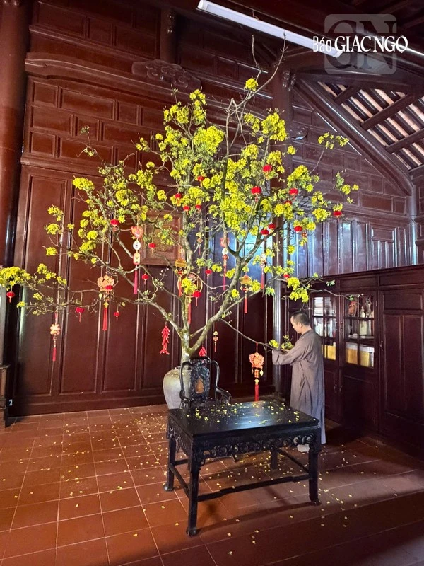 Mai vàng khoe sắc