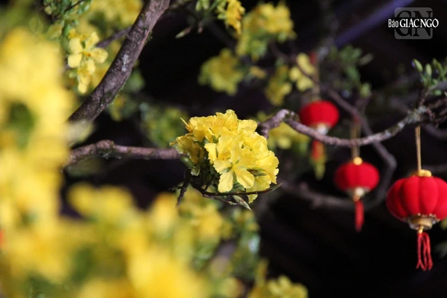 Sắc xuân về trên miền đất cố đô