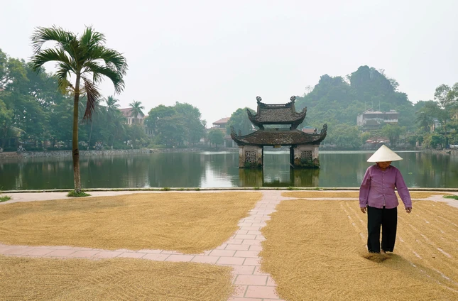 Phơi lúa trước sân chùa Thầy, Hà Nội vào mùa thu hoạch