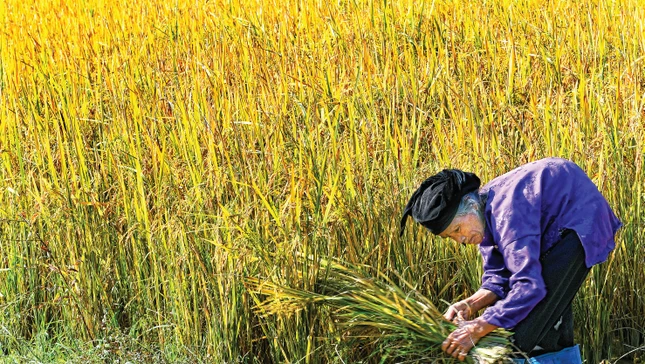 Dáng mẹ trong mùa gặt
