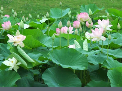 (Nguồn: duytue.com)