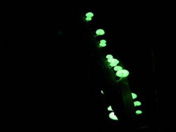 Nấm phát sáng ảnh 5