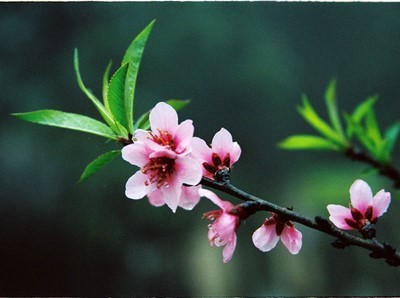Hương mùa xuân Hoa đào