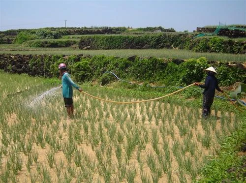 Những ruộng tỏi, ruộng hành ở thôn Đồng Hộ, nơi dẫn lối vào chùa Hang