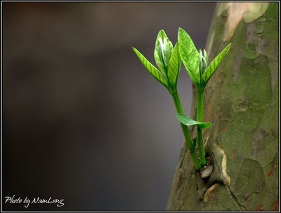 Hương mùa xuân Lộc non