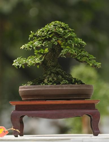 Cây Mai chiếu thủy của nghệ nhân Nguyễn Văn Chân đoạt giải vàng Bonsai nhỏ Cây Mai chiếu thủy của nghệ nhân Nguyễn Văn Chân đoạt giải vàng Bonsai nhỏ