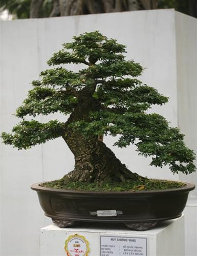 Giải vàng bonsai trung thuộc về nghệ nhân Đỗ Quốc Phong với cây Cần thăng Giải vàng bonsai trung thuộc về nghệ nhân Đỗ Quốc Phong với cây Cần thăng
