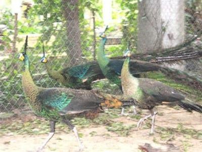 Bầy công trong vườn chùa Bầy công trong vườn chùa
