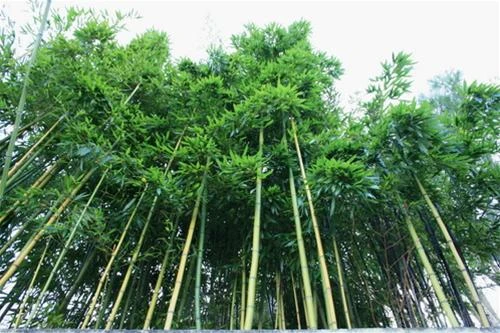 Những khóm tre xanh thẳng tắp