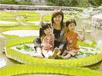 Sen Victoria Regia Nam Mỹ triển lãm tại Trung Quốc Sen Victoria Regia Nam Mỹ triển lãm tại Trung Quốc