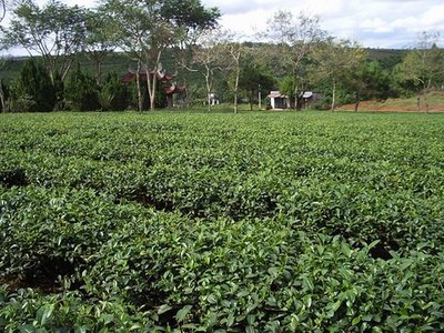 Cổng tam quan Xung quanh thiền viện là đồi chè Trong khuôn viên công viên Bông hồng cài áo Xung quanh thiền viện là đồi chè