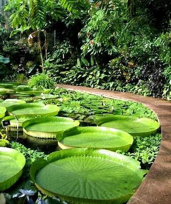 Loài sen Victoria Regia.