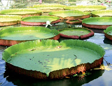 Giống sen lạ ở chùa PHước Kiến thuộc loài sen Victoria Regia (Nam Mỹ).