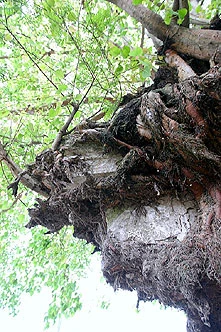 Chùa Tĩnh Lâu- một danh lam cổ tích bên Hồ Tây ảnh 4