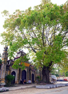 Cây bồ đề lâu năm