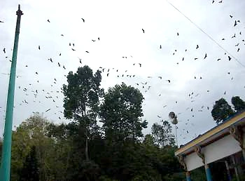 Đàn dơi quạ bay về chùa.