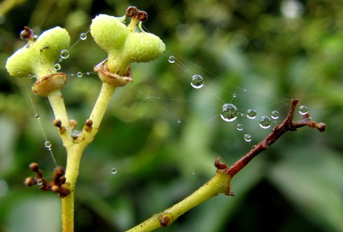 Hạt sương trong veo ở đầu cành. Đọng trên những mầm non đang nhú. Treo lung linh trên mạng nhện đầu cành. Như những hạt ngọc của thiên nhiên Hạt sương trong veo ở đầu cành. Đọng trên những mầm non đang nhú. Treo lung linh trên mạng nhện đầu cành. Như những hạt ngọc của thiên nhiên
