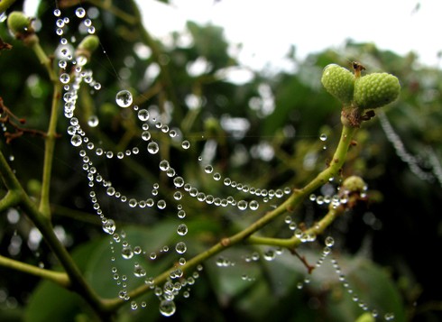Hạt sương trong veo ở đầu cành. Đọng trên những mầm non đang nhú. Treo lung linh trên mạng nhện đầu cành. Như những hạt ngọc của thiên nhiên Hạt sương trong veo ở đầu cành. Đọng trên những mầm non đang nhú. Treo lung linh trên mạng nhện đầu cành. Như những hạt ngọc của thiên nhiên