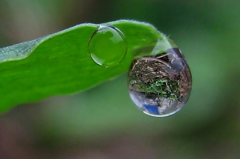 Hạt sương trong veo ở đầu cành. Đọng trên những mầm non đang nhú. Treo lung linh trên mạng nhện đầu cành. Như những hạt ngọc của thiên nhiên Hạt sương trong veo ở đầu cành. Đọng trên những mầm non đang nhú. Treo lung linh trên mạng nhện đầu cành. Như những hạt ngọc của thiên nhiên