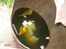 Trưng bày mùa Phật Đản: Chum vỡ, nước mưa và hoa sứ ảnh 4