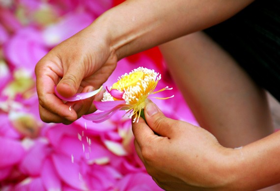 Ở giữa lòng phố thị phồn hoa vẫn còn hồ sen Tây Hồ để tĩnh tâm, để trải lòng mình ra với gió với nắng và với hương sen ngan ngát. Những nụ hoa e ấp bên lá sen to bản Hoa sen mang vẻ đẹp dịu dàng và mềm mại. Tháng 6, những đóa sen hồng, sen trắng đón hạ về. Hoa sen luôn nổi trội giữa muôn vàn sắc hoa. Hoa sen giản dị và dân dã từ cách gói, không cầu kỳ, hoa được gói bằng chính những chiếc lá sen. Tách gạo sen dùng để ướp trà. Trà sen trở thành một tinh thần đặc trưng của văn hóa trà Việt Nam, mang trong đó nhiều triết lý, lịch sự và lòng kính trọng. Mùa sen mùa của những kỷ niệm tràn về. Sen tỏa hương lặng lẽ trong một góc tâm hồn để biết rằng ký ức mình vẫn còn vẹn nguyên một thời. Những gánh hàng hoa với những nụ sen còn búp chờ tay người cắm len lỏi vào từng con đường, góc phố. Ở giữa lòng phố thị phồn hoa vẫn còn hồ sen Tây Hồ để tĩnh tâm, để trải lòng mình ra với gió với nắng và với hương sen ngan ngát. Những nụ hoa e ấp bên lá sen to bản Hoa sen mang vẻ đẹp dịu dàng và mềm mại. Tháng 6, những đóa sen hồng, sen trắng đón hạ về. Hoa sen luôn nổi trội giữa muôn vàn sắc hoa. Hoa sen giản dị và dân dã từ cách gói, không cầu kỳ, hoa được gói bằng chính những chiếc lá sen. Tách gạo sen dùng để ướp trà. Trà sen trở thành một tinh thần đặc trưng của văn hóa trà Việt Nam, mang trong đó nhiều triết lý, lịch sự và lòng kính trọng. Mùa sen mùa của những kỷ niệm tràn về. Sen tỏa hương lặng lẽ trong một góc tâm hồn để biết rằng ký ức mình vẫn còn vẹn nguyên một thời. Những gánh hàng hoa với những nụ sen còn búp chờ tay người cắm len lỏi vào từng con đường, góc phố.