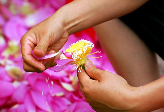 Ở giữa lòng phố thị phồn hoa vẫn còn hồ sen Tây Hồ để tĩnh tâm, để trải lòng mình ra với gió với nắng và với hương sen ngan ngát. Những nụ hoa e ấp bên lá sen to bản Hoa sen mang vẻ đẹp dịu dàng và mềm mại. Tháng 6, những đóa sen hồng, sen trắng đón hạ về. Hoa sen luôn nổi trội giữa muôn vàn sắc hoa. Hoa sen giản dị và dân dã từ cách gói, không cầu kỳ, hoa được gói bằng chính những chiếc lá sen. Tách gạo sen dùng để ướp trà. Trà sen trở thành một tinh thần đặc trưng của văn hóa trà Việt Nam, mang trong đó nhiều triết lý, lịch sự và lòng kính trọng. Mùa sen mùa của những kỷ niệm tràn về. Sen tỏa hương lặng lẽ trong một góc tâm hồn để biết rằng ký ức mình vẫn còn vẹn nguyên một thời. Những gánh hàng hoa với những nụ sen còn búp chờ tay người cắm len lỏi vào từng con đường, góc phố.