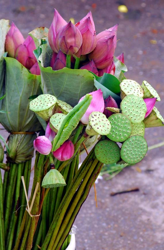 Ở giữa lòng phố thị phồn hoa vẫn còn hồ sen Tây Hồ để tĩnh tâm, để trải lòng mình ra với gió với nắng và với hương sen ngan ngát. Những nụ hoa e ấp bên lá sen to bản Hoa sen mang vẻ đẹp dịu dàng và mềm mại. Tháng 6, những đóa sen hồng, sen trắng đón hạ về. Hoa sen luôn nổi trội giữa muôn vàn sắc hoa. Hoa sen giản dị và dân dã từ cách gói, không cầu kỳ, hoa được gói bằng chính những chiếc lá sen. Tách gạo sen dùng để ướp trà. Trà sen trở thành một tinh thần đặc trưng của văn hóa trà Việt Nam, mang trong đó nhiều triết lý, lịch sự và lòng kính trọng. Mùa sen mùa của những kỷ niệm tràn về. Sen tỏa hương lặng lẽ trong một góc tâm hồn để biết rằng ký ức mình vẫn còn vẹn nguyên một thời. Những gánh hàng hoa với những nụ sen còn búp chờ tay người cắm len lỏi vào từng con đường, góc phố.