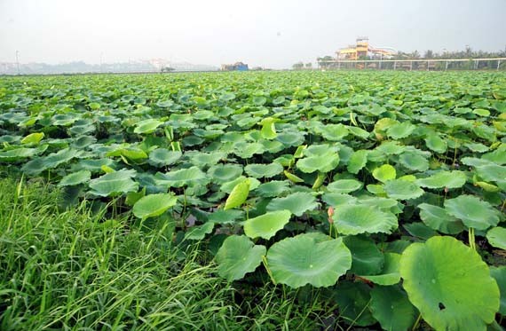 Ở giữa lòng phố thị phồn hoa vẫn còn hồ sen Tây Hồ để tĩnh tâm, để trải lòng mình ra với gió với nắng và với hương sen ngan ngát. Những nụ hoa e ấp bên lá sen to bản Hoa sen mang vẻ đẹp dịu dàng và mềm mại. Tháng 6, những đóa sen hồng, sen trắng đón hạ về. Hoa sen luôn nổi trội giữa muôn vàn sắc hoa. Hoa sen giản dị và dân dã từ cách gói, không cầu kỳ, hoa được gói bằng chính những chiếc lá sen. Tách gạo sen dùng để ướp trà. Trà sen trở thành một tinh thần đặc trưng của văn hóa trà Việt Nam, mang trong đó nhiều triết lý, lịch sự và lòng kính trọng. Mùa sen mùa của những kỷ niệm tràn về. Sen tỏa hương lặng lẽ trong một góc tâm hồn để biết rằng ký ức mình vẫn còn vẹn nguyên một thời. Những gánh hàng hoa với những nụ sen còn búp chờ tay người cắm len lỏi vào từng con đường, góc phố. Ở giữa lòng phố thị phồn hoa vẫn còn hồ sen Tây Hồ để tĩnh tâm, để trải lòng mình ra với gió với nắng và với hương sen ngan ngát. Những nụ hoa e ấp bên lá sen to bản Hoa sen mang vẻ đẹp dịu dàng và mềm mại. Tháng 6, những đóa sen hồng, sen trắng đón hạ về. Hoa sen luôn nổi trội giữa muôn vàn sắc hoa. Hoa sen giản dị và dân dã từ cách gói, không cầu kỳ, hoa được gói bằng chính những chiếc lá sen. Tách gạo sen dùng để ướp trà. Trà sen trở thành một tinh thần đặc trưng của văn hóa trà Việt Nam, mang trong đó nhiều triết lý, lịch sự và lòng kính trọng. Mùa sen mùa của những kỷ niệm tràn về. Sen tỏa hương lặng lẽ trong một góc tâm hồn để biết rằng ký ức mình vẫn còn vẹn nguyên một thời. Những gánh hàng hoa với những nụ sen còn búp chờ tay người cắm len lỏi vào từng con đường, góc phố.