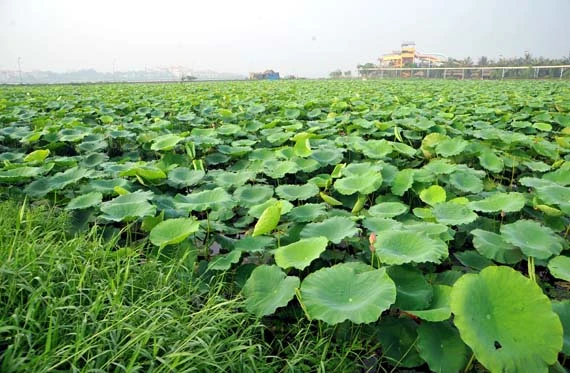 Ở giữa lòng phố thị phồn hoa vẫn còn hồ sen Tây Hồ để tĩnh tâm, để trải lòng mình ra với gió với nắng và với hương sen ngan ngát. Những nụ hoa e ấp bên lá sen to bản Hoa sen mang vẻ đẹp dịu dàng và mềm mại. Tháng 6, những đóa sen hồng, sen trắng đón hạ về. Hoa sen luôn nổi trội giữa muôn vàn sắc hoa. Hoa sen giản dị và dân dã từ cách gói, không cầu kỳ, hoa được gói bằng chính những chiếc lá sen. Tách gạo sen dùng để ướp trà. Trà sen trở thành một tinh thần đặc trưng của văn hóa trà Việt Nam, mang trong đó nhiều triết lý, lịch sự và lòng kính trọng. Mùa sen mùa của những kỷ niệm tràn về. Sen tỏa hương lặng lẽ trong một góc tâm hồn để biết rằng ký ức mình vẫn còn vẹn nguyên một thời. Những gánh hàng hoa với những nụ sen còn búp chờ tay người cắm len lỏi vào từng con đường, góc phố.