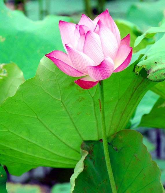 Ở giữa lòng phố thị phồn hoa vẫn còn hồ sen Tây Hồ để tĩnh tâm, để trải lòng mình ra với gió với nắng và với hương sen ngan ngát. Những nụ hoa e ấp bên lá sen to bản Hoa sen mang vẻ đẹp dịu dàng và mềm mại. Tháng 6, những đóa sen hồng, sen trắng đón hạ về. Hoa sen luôn nổi trội giữa muôn vàn sắc hoa. Hoa sen giản dị và dân dã từ cách gói, không cầu kỳ, hoa được gói bằng chính những chiếc lá sen. Tách gạo sen dùng để ướp trà. Trà sen trở thành một tinh thần đặc trưng của văn hóa trà Việt Nam, mang trong đó nhiều triết lý, lịch sự và lòng kính trọng. Mùa sen mùa của những kỷ niệm tràn về. Sen tỏa hương lặng lẽ trong một góc tâm hồn để biết rằng ký ức mình vẫn còn vẹn nguyên một thời. Những gánh hàng hoa với những nụ sen còn búp chờ tay người cắm len lỏi vào từng con đường, góc phố. Ở giữa lòng phố thị phồn hoa vẫn còn hồ sen Tây Hồ để tĩnh tâm, để trải lòng mình ra với gió với nắng và với hương sen ngan ngát. Những nụ hoa e ấp bên lá sen to bản Hoa sen mang vẻ đẹp dịu dàng và mềm mại. Tháng 6, những đóa sen hồng, sen trắng đón hạ về. Hoa sen luôn nổi trội giữa muôn vàn sắc hoa. Hoa sen giản dị và dân dã từ cách gói, không cầu kỳ, hoa được gói bằng chính những chiếc lá sen. Tách gạo sen dùng để ướp trà. Trà sen trở thành một tinh thần đặc trưng của văn hóa trà Việt Nam, mang trong đó nhiều triết lý, lịch sự và lòng kính trọng. Mùa sen mùa của những kỷ niệm tràn về. Sen tỏa hương lặng lẽ trong một góc tâm hồn để biết rằng ký ức mình vẫn còn vẹn nguyên một thời. Những gánh hàng hoa với những nụ sen còn búp chờ tay người cắm len lỏi vào từng con đường, góc phố.