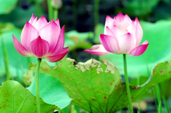 Ở giữa lòng phố thị phồn hoa vẫn còn hồ sen Tây Hồ để tĩnh tâm, để trải lòng mình ra với gió với nắng và với hương sen ngan ngát. Những nụ hoa e ấp bên lá sen to bản Hoa sen mang vẻ đẹp dịu dàng và mềm mại. Tháng 6, những đóa sen hồng, sen trắng đón hạ về. Hoa sen luôn nổi trội giữa muôn vàn sắc hoa. Hoa sen giản dị và dân dã từ cách gói, không cầu kỳ, hoa được gói bằng chính những chiếc lá sen. Tách gạo sen dùng để ướp trà. Trà sen trở thành một tinh thần đặc trưng của văn hóa trà Việt Nam, mang trong đó nhiều triết lý, lịch sự và lòng kính trọng. Mùa sen mùa của những kỷ niệm tràn về. Sen tỏa hương lặng lẽ trong một góc tâm hồn để biết rằng ký ức mình vẫn còn vẹn nguyên một thời. Những gánh hàng hoa với những nụ sen còn búp chờ tay người cắm len lỏi vào từng con đường, góc phố.