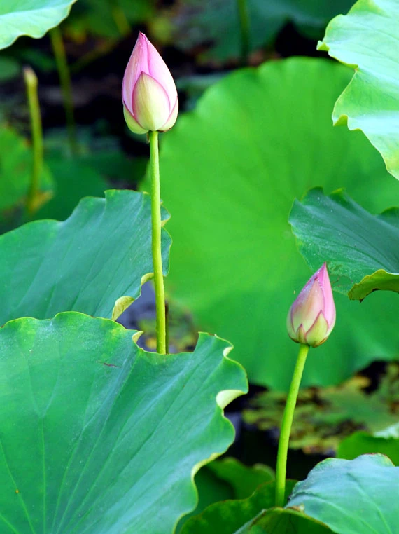 Ở giữa lòng phố thị phồn hoa vẫn còn hồ sen Tây Hồ để tĩnh tâm, để trải lòng mình ra với gió với nắng và với hương sen ngan ngát. Những nụ hoa e ấp bên lá sen to bản Hoa sen mang vẻ đẹp dịu dàng và mềm mại. Tháng 6, những đóa sen hồng, sen trắng đón hạ về. Hoa sen luôn nổi trội giữa muôn vàn sắc hoa. Hoa sen giản dị và dân dã từ cách gói, không cầu kỳ, hoa được gói bằng chính những chiếc lá sen. Tách gạo sen dùng để ướp trà. Trà sen trở thành một tinh thần đặc trưng của văn hóa trà Việt Nam, mang trong đó nhiều triết lý, lịch sự và lòng kính trọng. Mùa sen mùa của những kỷ niệm tràn về. Sen tỏa hương lặng lẽ trong một góc tâm hồn để biết rằng ký ức mình vẫn còn vẹn nguyên một thời. Những gánh hàng hoa với những nụ sen còn búp chờ tay người cắm len lỏi vào từng con đường, góc phố.