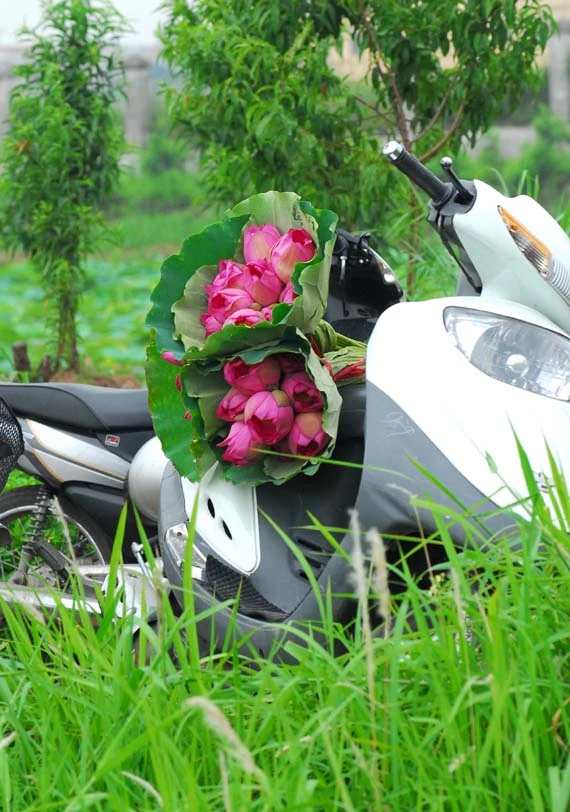 Ở giữa lòng phố thị phồn hoa vẫn còn hồ sen Tây Hồ để tĩnh tâm, để trải lòng mình ra với gió với nắng và với hương sen ngan ngát. Những nụ hoa e ấp bên lá sen to bản Hoa sen mang vẻ đẹp dịu dàng và mềm mại. Tháng 6, những đóa sen hồng, sen trắng đón hạ về. Hoa sen luôn nổi trội giữa muôn vàn sắc hoa. Hoa sen giản dị và dân dã từ cách gói, không cầu kỳ, hoa được gói bằng chính những chiếc lá sen. Tách gạo sen dùng để ướp trà. Trà sen trở thành một tinh thần đặc trưng của văn hóa trà Việt Nam, mang trong đó nhiều triết lý, lịch sự và lòng kính trọng. Mùa sen mùa của những kỷ niệm tràn về. Sen tỏa hương lặng lẽ trong một góc tâm hồn để biết rằng ký ức mình vẫn còn vẹn nguyên một thời. Những gánh hàng hoa với những nụ sen còn búp chờ tay người cắm len lỏi vào từng con đường, góc phố.