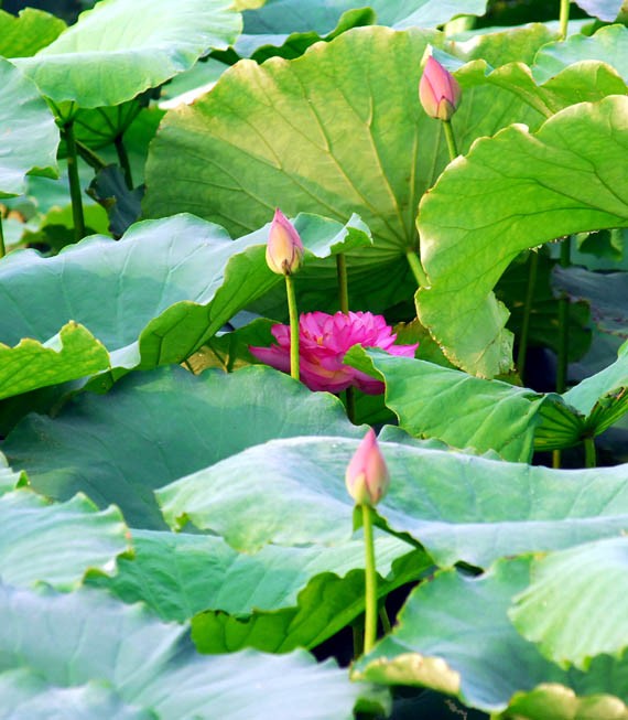 Ở giữa lòng phố thị phồn hoa vẫn còn hồ sen Tây Hồ để tĩnh tâm, để trải lòng mình ra với gió với nắng và với hương sen ngan ngát. Những nụ hoa e ấp bên lá sen to bản Hoa sen mang vẻ đẹp dịu dàng và mềm mại. Tháng 6, những đóa sen hồng, sen trắng đón hạ về. Hoa sen luôn nổi trội giữa muôn vàn sắc hoa. Hoa sen giản dị và dân dã từ cách gói, không cầu kỳ, hoa được gói bằng chính những chiếc lá sen. Tách gạo sen dùng để ướp trà. Trà sen trở thành một tinh thần đặc trưng của văn hóa trà Việt Nam, mang trong đó nhiều triết lý, lịch sự và lòng kính trọng. Mùa sen mùa của những kỷ niệm tràn về. Sen tỏa hương lặng lẽ trong một góc tâm hồn để biết rằng ký ức mình vẫn còn vẹn nguyên một thời. Những gánh hàng hoa với những nụ sen còn búp chờ tay người cắm len lỏi vào từng con đường, góc phố. Ở giữa lòng phố thị phồn hoa vẫn còn hồ sen Tây Hồ để tĩnh tâm, để trải lòng mình ra với gió với nắng và với hương sen ngan ngát. Những nụ hoa e ấp bên lá sen to bản Hoa sen mang vẻ đẹp dịu dàng và mềm mại. Tháng 6, những đóa sen hồng, sen trắng đón hạ về. Hoa sen luôn nổi trội giữa muôn vàn sắc hoa. Hoa sen giản dị và dân dã từ cách gói, không cầu kỳ, hoa được gói bằng chính những chiếc lá sen. Tách gạo sen dùng để ướp trà. Trà sen trở thành một tinh thần đặc trưng của văn hóa trà Việt Nam, mang trong đó nhiều triết lý, lịch sự và lòng kính trọng. Mùa sen mùa của những kỷ niệm tràn về. Sen tỏa hương lặng lẽ trong một góc tâm hồn để biết rằng ký ức mình vẫn còn vẹn nguyên một thời. Những gánh hàng hoa với những nụ sen còn búp chờ tay người cắm len lỏi vào từng con đường, góc phố.