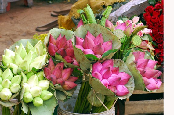 Ở giữa lòng phố thị phồn hoa vẫn còn hồ sen Tây Hồ để tĩnh tâm, để trải lòng mình ra với gió với nắng và với hương sen ngan ngát. Những nụ hoa e ấp bên lá sen to bản Hoa sen mang vẻ đẹp dịu dàng và mềm mại. Tháng 6, những đóa sen hồng, sen trắng đón hạ về. Hoa sen luôn nổi trội giữa muôn vàn sắc hoa. Hoa sen giản dị và dân dã từ cách gói, không cầu kỳ, hoa được gói bằng chính những chiếc lá sen. Tách gạo sen dùng để ướp trà. Trà sen trở thành một tinh thần đặc trưng của văn hóa trà Việt Nam, mang trong đó nhiều triết lý, lịch sự và lòng kính trọng. Mùa sen mùa của những kỷ niệm tràn về. Sen tỏa hương lặng lẽ trong một góc tâm hồn để biết rằng ký ức mình vẫn còn vẹn nguyên một thời. Những gánh hàng hoa với những nụ sen còn búp chờ tay người cắm len lỏi vào từng con đường, góc phố. Ở giữa lòng phố thị phồn hoa vẫn còn hồ sen Tây Hồ để tĩnh tâm, để trải lòng mình ra với gió với nắng và với hương sen ngan ngát. Những nụ hoa e ấp bên lá sen to bản Hoa sen mang vẻ đẹp dịu dàng và mềm mại. Tháng 6, những đóa sen hồng, sen trắng đón hạ về. Hoa sen luôn nổi trội giữa muôn vàn sắc hoa. Hoa sen giản dị và dân dã từ cách gói, không cầu kỳ, hoa được gói bằng chính những chiếc lá sen. Tách gạo sen dùng để ướp trà. Trà sen trở thành một tinh thần đặc trưng của văn hóa trà Việt Nam, mang trong đó nhiều triết lý, lịch sự và lòng kính trọng. Mùa sen mùa của những kỷ niệm tràn về. Sen tỏa hương lặng lẽ trong một góc tâm hồn để biết rằng ký ức mình vẫn còn vẹn nguyên một thời. Những gánh hàng hoa với những nụ sen còn búp chờ tay người cắm len lỏi vào từng con đường, góc phố.