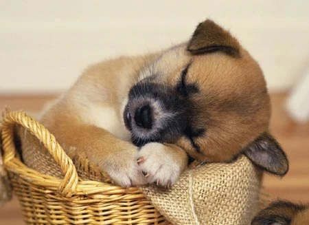 Bức thư của một chú cún ảnh 2