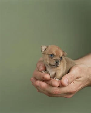 Bức thư của một chú cún ảnh 1