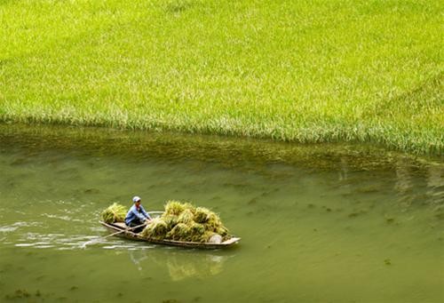 Những con thuyền kĩu kịt chở lúa về - Ảnh: Nguyên Nguyên Những con thuyền kĩu kịt chở lúa về - Ảnh: Nguyên Nguyên
