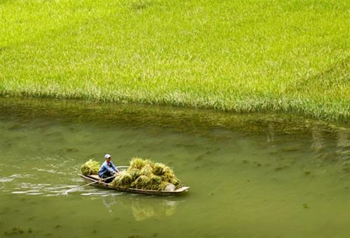 Những con thuyền kĩu kịt chở lúa về - Ảnh: Nguyên Nguyên