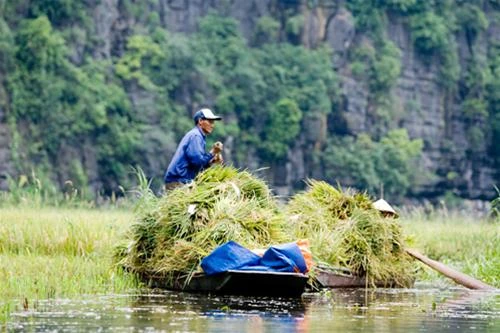 Những con thuyền kĩu kịt chở lúa về - Ảnh: Nguyên Nguyên