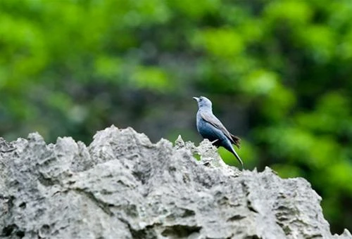 Thiên nhiên và toàn cảnh Tam Cốc, Ngô Đồng Giang - Ảnh: Nguyên Nguyên