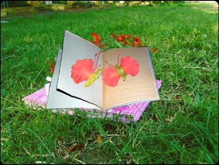 Như bầy thiên nga trong bầu trời màu đỏ ảnh 2