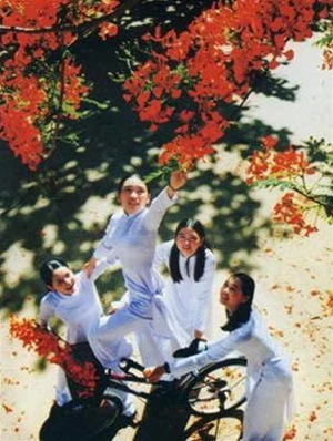 Như bầy thiên nga trong bầu trời màu đỏ ảnh 3