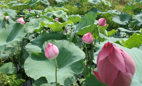 Hồ sen Đình Giàn, Cổ Nhuế đẹp hơn dưới cái nắng cháy da của những ngày tháng sáu. Vươn lên trong ánh nắng hè. Sen Hồ Tây từ lâu đã trở thành chất liệu sáng tác của các nhà nhiếp ảnh. Sen làm mũ đội đầu cho những bạn trẻ có tâm hồn lãng mạn. Những nụ hoa lấp ló sau những lá sen to bản. Lác đác, có những cánh sen rụng về cội. Đài sen là nguồn thu nhập chính của nhiều ngừơi dân trồng sen tại Đình Giàn, Hồ Tây. Hoa sen theo những chiếc xe đạp bình dị xuống phố. Cùng với các loài hoa khác, sen làm từng góc phố Hà Nội thêm màu sắc. Từng bó, từng bó đến tay những người yêu hoa.